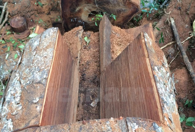 Hiện trường vẫn c&ograve;n ngổn ngang những tấm v&aacute;n b&igrave;a bị xẻ v&agrave; những lớp m&ugrave;n cưa d&agrave;y phủ b&ecirc;n cạnh. (Ảnh: H.V/Vietnam+)