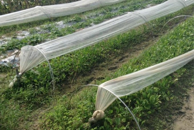 Trồng rau theo tiêu chuẩn VietGAP đất phải trọn đất cao, thoát nước thích hợp với sự sinh trưởng của rau. Cách ly với khu vực có chất thải công nghiệp và bệnh viện ít nhất 2 km, với chất thải sinh hoạt thành phố ít nhất 200 m. Đất không được có tồn dư hóa chất độc hại. Nước tưới phải sạch.