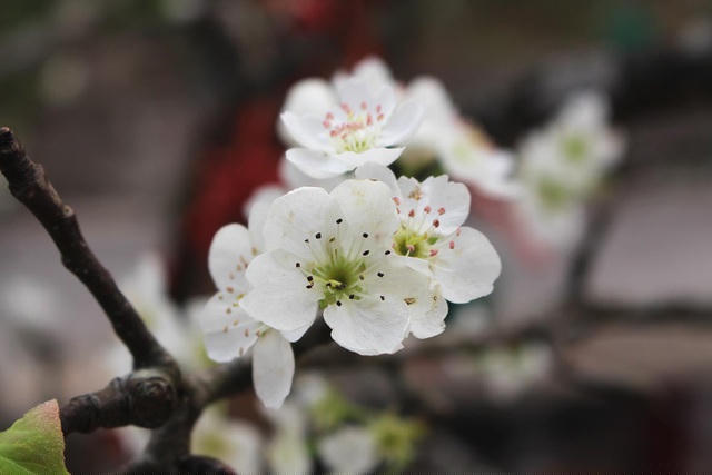 Hoa lê rừng có giá từ vài trăm nghìn đồng cho đến cả triệu đồng