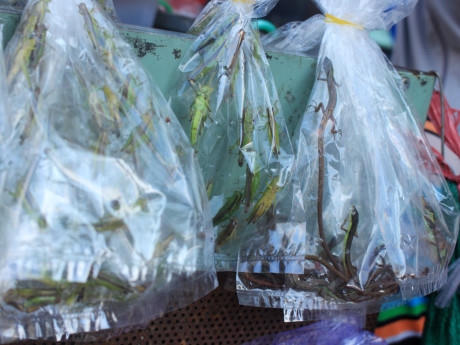 Côn trùng được chia vào từng bịch ni-lông sẵn, người mua chỉ việc nói loại mình cần mua là có liền.