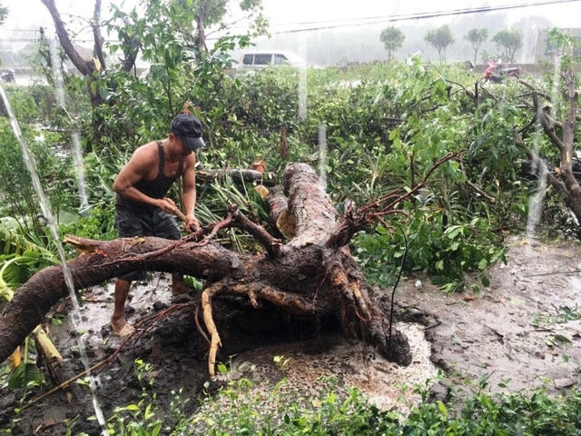 Mưa lớn khiến nhiều cây cối tại xã Sen Thuỷ, huyện Lệ Thuỷ bị gãy đổ. Ảnh: Dân trí
