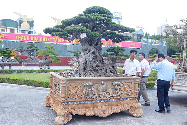 mua cay sanh co qua cao, cat lam doi tao thanh 2 cay ban gan 20 ty hinh anh 2