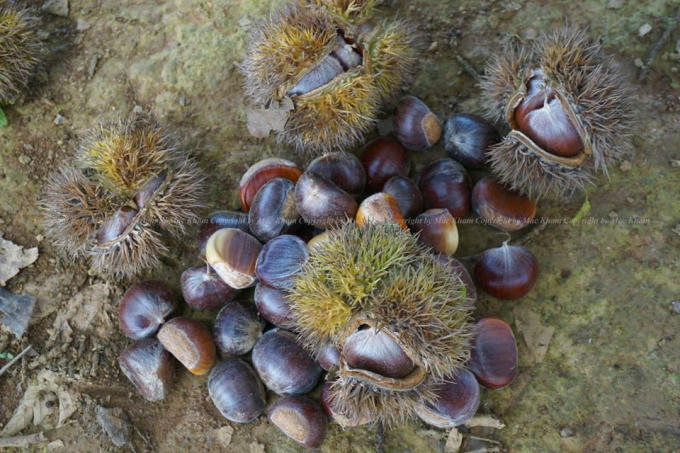 Đang vào mùa hạt dẻ, du khách sẽ được tham quan và trải nghiệm việc bóc dẻ tươi cùng bà con (Ảnh: Lục Niên).