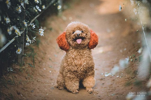 Cộng đồng mạng