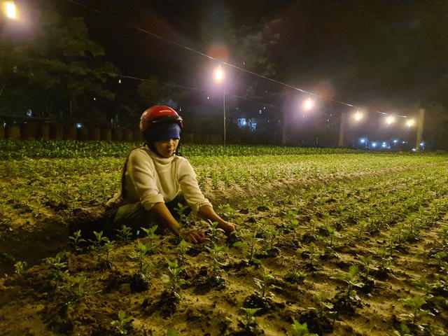 Chị Phạm Thị Miễn, một hộ trồng hoa tại xã Hồng Thủy cho biết, sau lũ giá giống rất đắt và khó mua. Bên cạnh đó, chi phí để cải tạo, tái thiết vườn hoa sau lũ hết sức tốn kém.