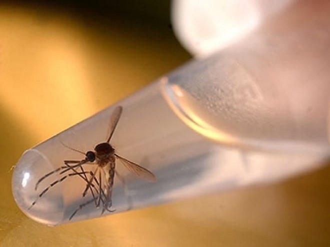 Các ca bệnh đã được ghi nhận ở 10 quốc gia không có muỗi mang vi-rút Zika, bao gồm Pháp, Đức, Ý, Bồ Đào Nha và New Zealand.