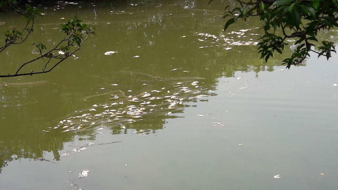 Hiện tượng cá chết cũng xuất hiện tại Rú Chá.
