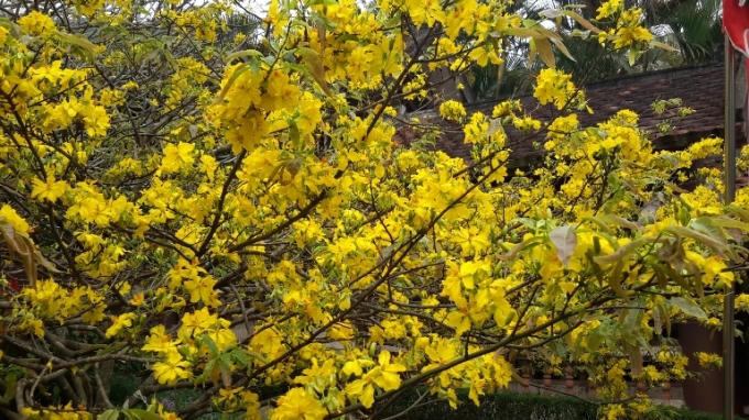 Hoa màu vàng chanh tươi tươi độc đáo.