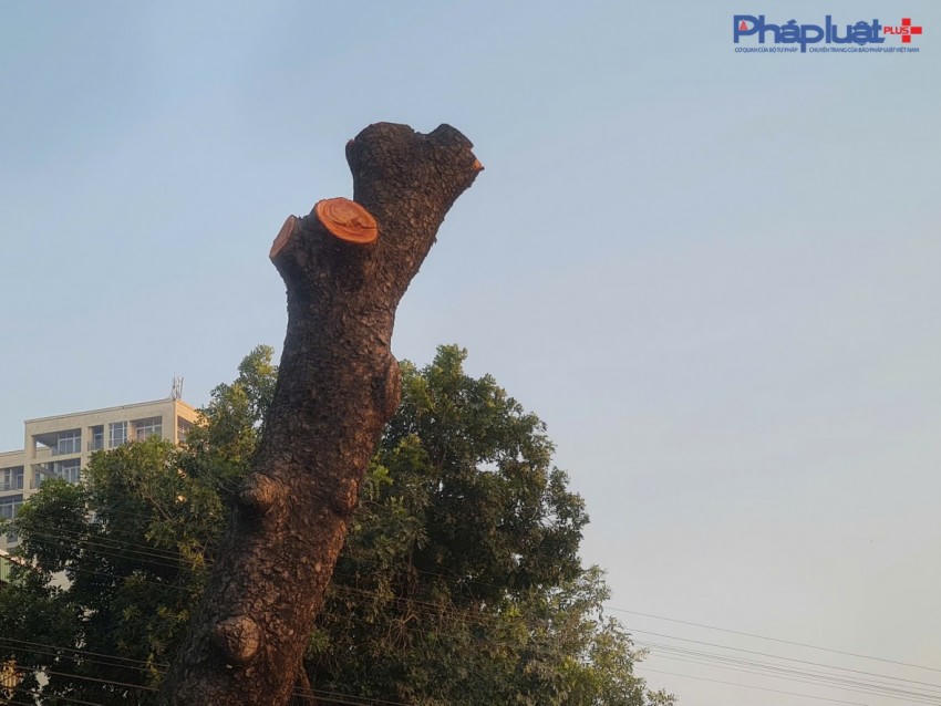 Những thân cành của cây cùng có đường kính lên đến hàng chục cm. Loại xà cừ đang bị đốn hạ được nhiều người dân gọi là xà cừ đỏ.