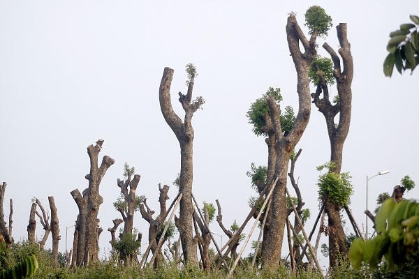 Những cây xà cừ cổ thụ được mang về vườn ươm tại Yên Sở (Hoàng Mai, Hà Nội).