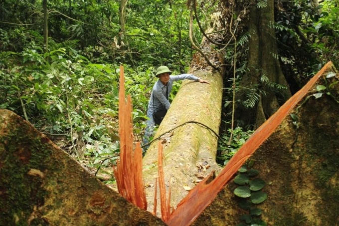 Một cây gội nếp đường kính hơn 1,3m, cao hơn 50m bị đốn hạ chưa cắt xẻ .