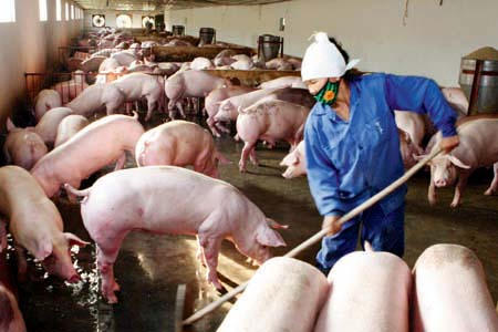 Ảnh: Hà Thái - TTXVN