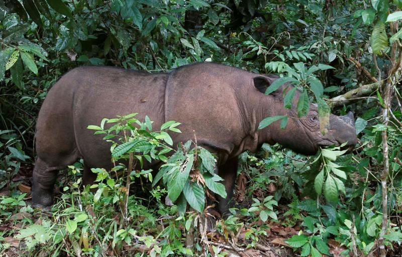 Ratu, một chú tê giác Sumatra 8 tuổi ở Vườn quốc gia Way Kambas, tỉnh Lampung, Indonesia ngày 20/5/2010. Ảnh: Reuters