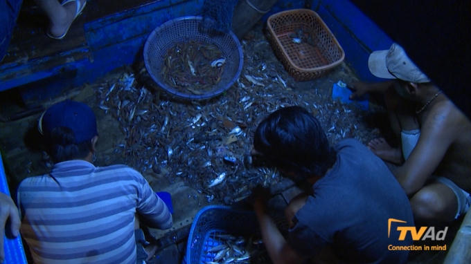 Trong khi đó ….. Mẻ lưới đầu tiên đã được kéo lên.