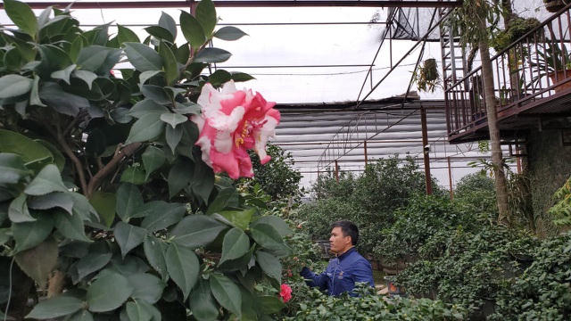 Theo anh Biên, trà là loại cây khó trồng