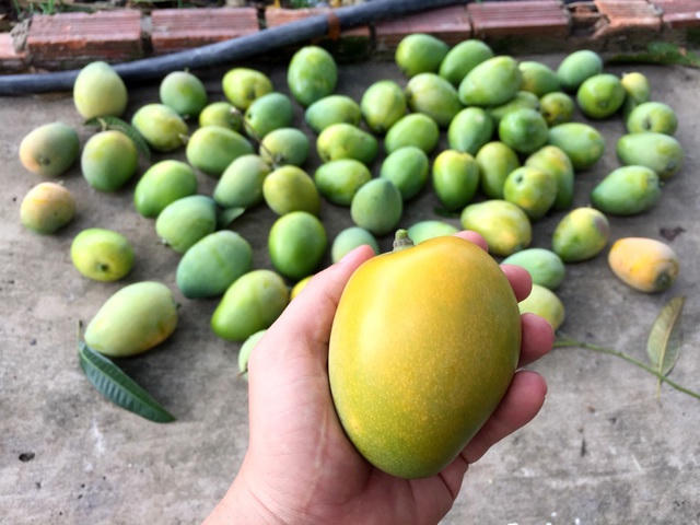 Giá xoài thu mua tại vườn chỉ 5.000 đồng/kg. Ảnh: Đại Việt