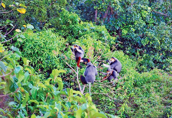 Voọc chà vá chân nâu tuyệt đẹp trên bán đảo Sơn Trà - Ảnh: Lê Phước Chín