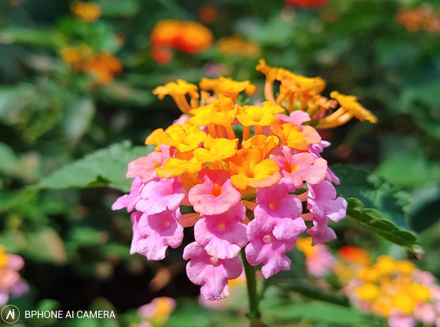 Trải nghiệm Camera Bphone B86, những tính năng mới có thú vị? ảnh 8