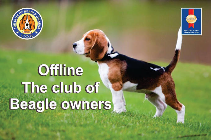 Giống chó Beagle
