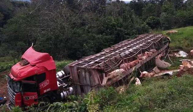 Hơn 100 con lợn đã văng ra khi xe tải bị trượt bánh và lật nhào