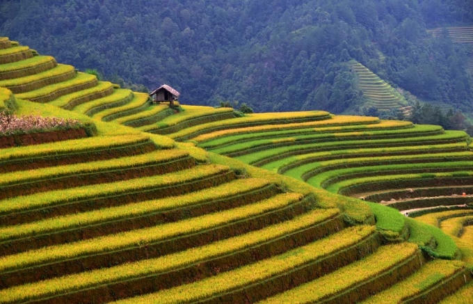 Giữa mùa thu, lúa chín, Tú Lệ dạt dào như những sóng núi vàng. Mùi rơm rạ mới gặt, mùi xôi Tú Lệ, cốm Tú Lệ, cơm mới Tú Lệ… tất cả những mùi thơm đó theo gió quanh quẩn bên tôi, khi tôi thong thả dạo bước nơi thi trấn nhỏ, được bao quanh bởi những thửa ruộng như gấm hoa.