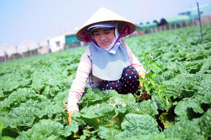 Với chương trình của VinEco, những mô hình sản xuất nông sản sạch đã nối tiếp nhau ra đời tại Lâm Đồng đem lại hiệu quả kinh tế cao cho người dân.