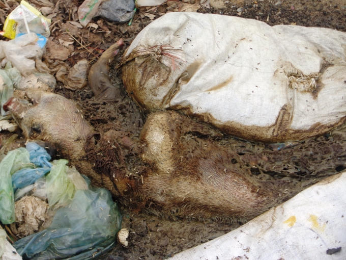 Một trong những con lợn đang trong quá trình phân hủy mạnh, dòi bò nhung nhúc.