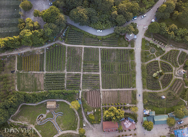 Khu vườn cúc họa mi nhìn từ trên cao. Giá vé vào cửa tại đây là 50.000 đồng/người và 5.000 đồng tiền gửi xe máy.