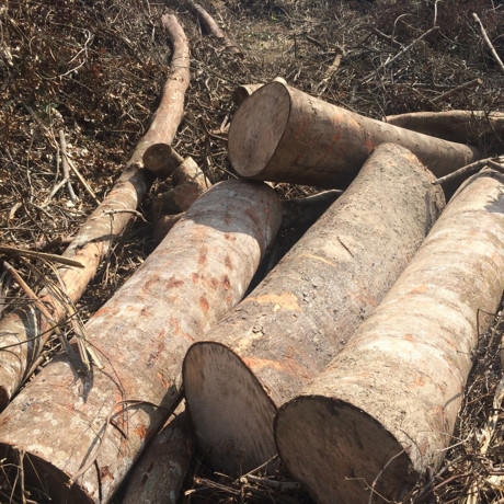 Lợi dụng cải tạo rừng ngh&egrave;o kiệt để khai th&aacute;c gỗ lớn, c&oacute; hay kh&ocirc;ng?!