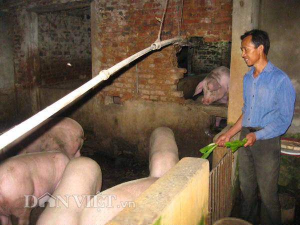 gia heo hoi hom nay 17/12: mien bac vuot 95.000 dong/kg, mien nam tien sat hinh anh 2