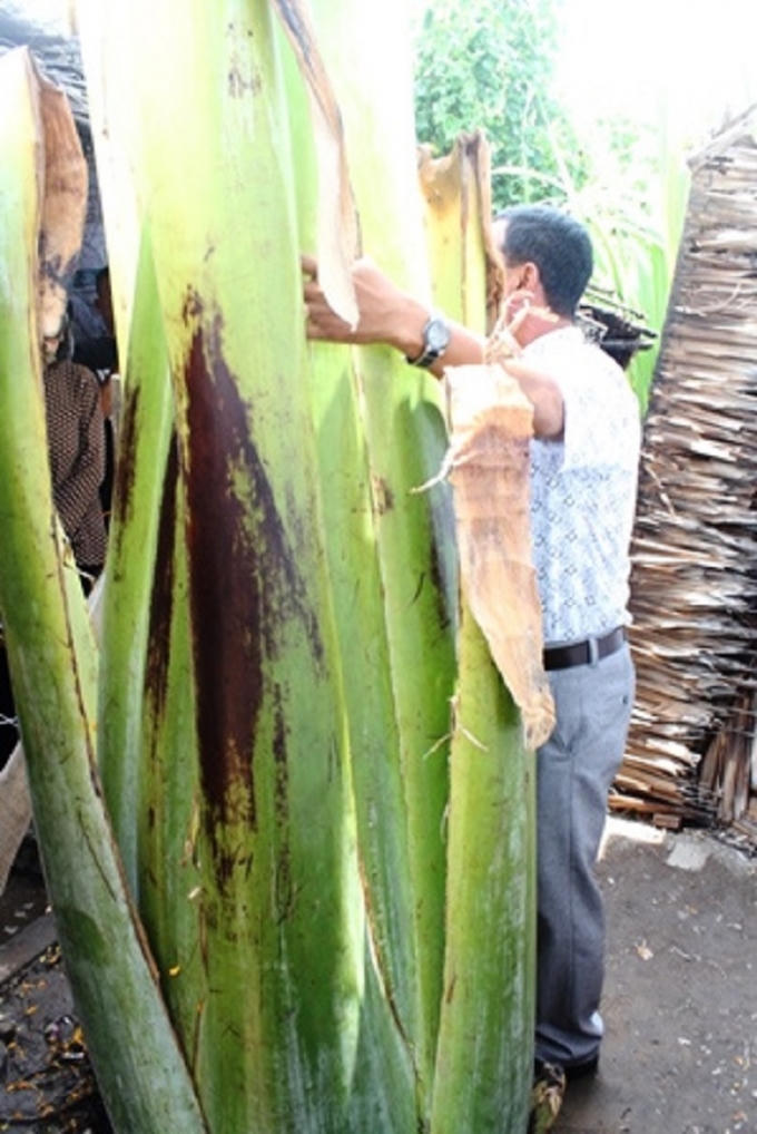 Gốc cây chuối to, phần thân một người ôm không hết.