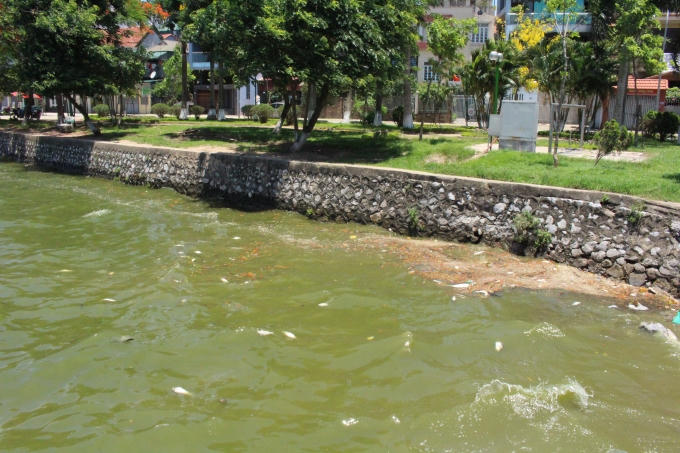 ... bị sóng đánh dạt vào bên mép Hồ Tây.