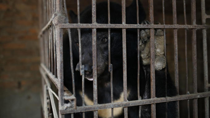 Cá thể gấu bị nuôi nhốt cuối cùng tại tỉnh Sơn La. (Ảnh: FOUR PAWS)