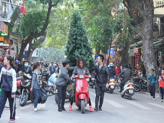 Nhiều cây thông có kích cỡ lớn thường được đặt ở sảnh các công ty, tòa nhà