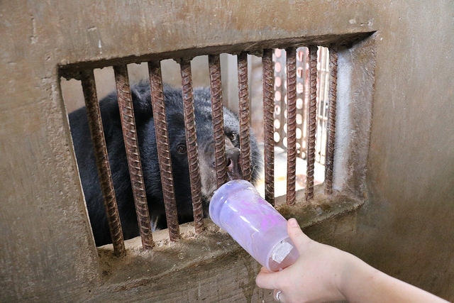 IVY là cá thể gấu cuối cùng được cứu hộ.