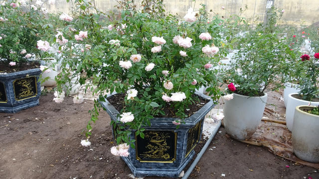 Ngoài những loại hoa hồng quý hiếm được ông Hùng sưu tập, nhân giống từ khắp mọi nơi, khu vườn của ông Hùng còn có nhiều loại cây quý được ông bảo tồn, chăm sóc