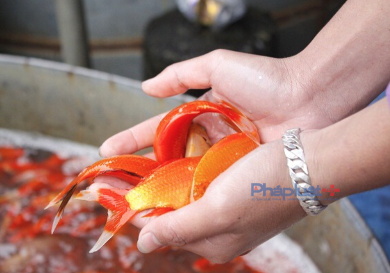 Cá chép đỏ được coi là một trong những vật phẩm không thể thiếu trong mâm cỗ ngày 23 tháng Chạp. Do vậy, việc lựa các con cá đều, khỏe để bày lên ban thờ cúng được nhiều gia đình chú trọng.