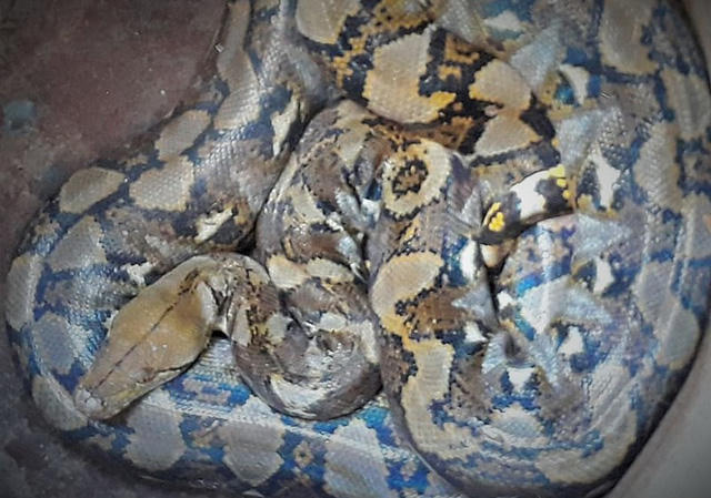 Con vật nghi là trăn người dân bắt được khi mắc vào lưới đánh cá