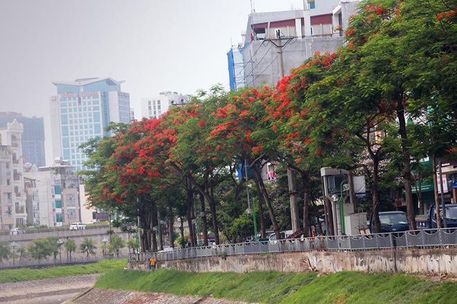Phượng khoe sắc đỏ, Hà Nội bỗng đẹp như tranh vẽ - Ảnh 17.