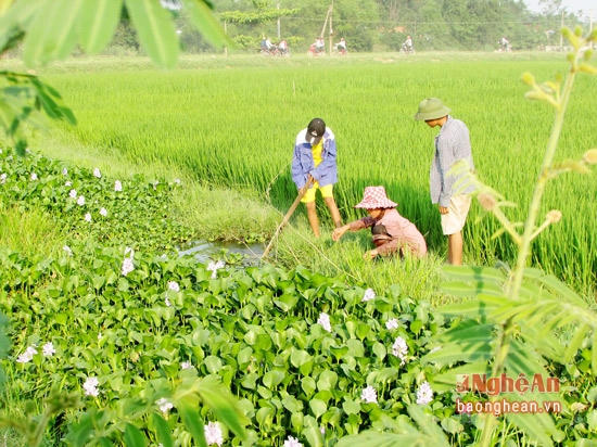 Câu lươn đồng không những tạo nên nét độc đáo, mà còn đi vào ký ức tuổi thơ của bao thế hệ người dân làng Kẻ Gám.