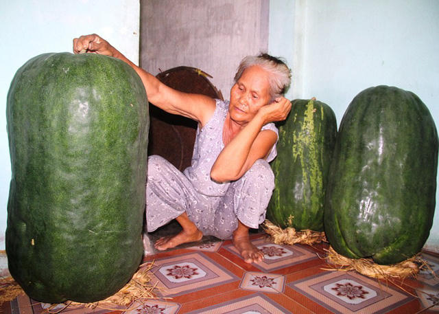 Theo bà Nguyễn Thị Đảm (68 tuổi, thôn Chánh Trạch 1), giống bí đao này chỉ khi trồng trên đất Bàu Chánh Trạch thì mới cho ra quả to như vậy. Đưa hạt giống đến ươm trồng ở nơi khác thì quả nhỏ chứ không to. Nhiều người về đây thấy bí to quá xin hạt giống về gieo thử nhưng cho quả như bí bình thường.