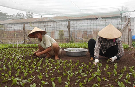 Bên cạnh vườn rau của chị Mến, vợ chồng anh Đức đang ươm giống rau mồng tơi trên mảnh vườn của mình. Ảnh: THANH TUYỀN