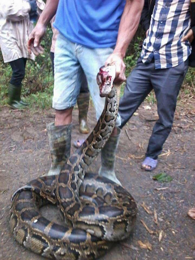 Một trong hai con trăn có kích thước khá lớn bị người dân bắt được bán cho chủ ruộng mía nấu cao.