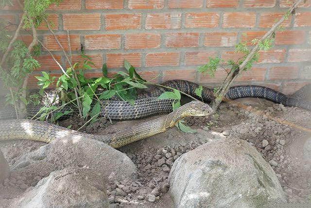 Hiện cặp rắn này đang được nuôi dưỡng, chăm sóc đặc biệt tại Khu di tích lịch sử đồi Tức Dụp