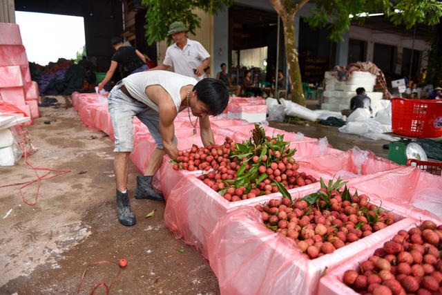 Vải sau khi đ&atilde; ng&acirc;m lạnh sẽ được cắt bớt cuống v&agrave; đ&oacute;ng v&agrave;o th&ugrave;ng xốp. Trong th&ugrave;ng xốp cũng c&oacute; đặt th&ecirc;m đ&aacute; để giữ lạnh cho quả l&acirc;u hơn.