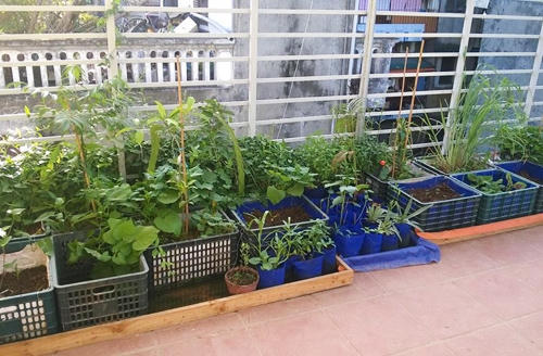 Tuy vậy, hiện tại anh đã bỏ gần hết thùng nhựa bởi đây hầu hết là nhựa tái chế, không an toàn bằng túi vải.