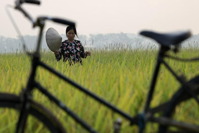Một nông dân đang đi thăm đồng trên thửa ruộng đã chín vàng. Chị cho biết đang sốt ruột chờ máy là gặt ngay, mùa này mưa bão bất chợt là thiệt hại, thà "xanh nhà hơn già đồng".