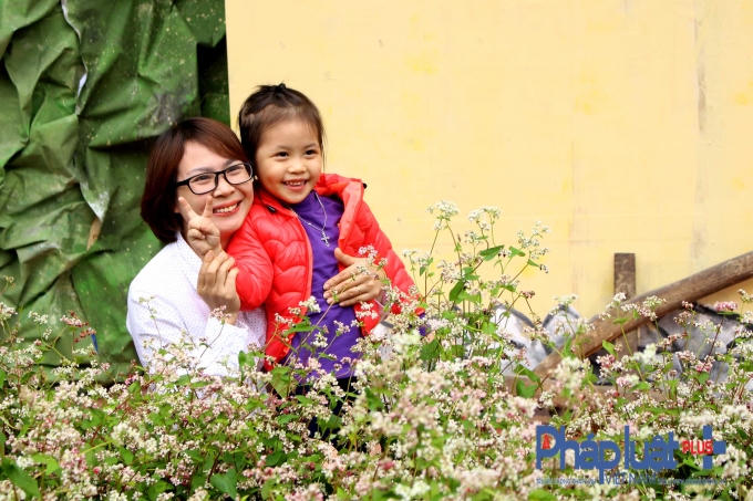 Ngỡ ng&agrave;ng trước vẻ đẹp của hoa tam gi&aacute;c mạch khoe sắc giữa H&agrave; Nội