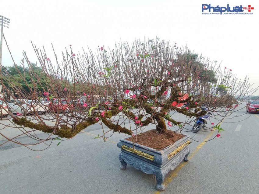 Quất, đào tấp nập xuống phố phục vụ người dân Thủ đô những ngày cận tết Nguyên đán