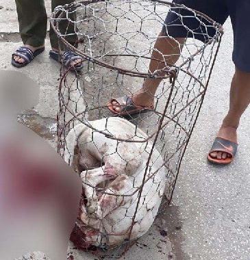 Con chó Pit bull bị người dân đánh chết sau khi cắn chủ nhà và hàng xóm bị thương.